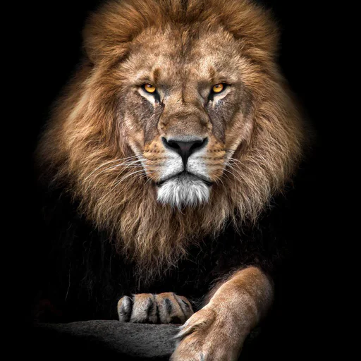 lion23 · Creador de este mundo · Mundito